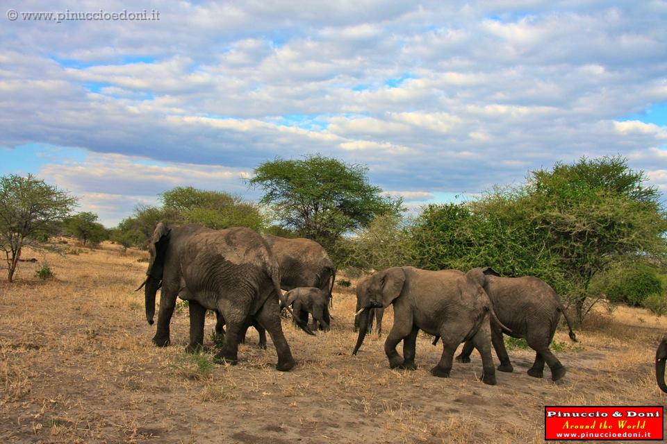 TANZANIA - Tarangire National Park - 36.jpg